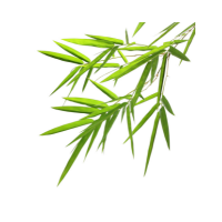 Bamboo