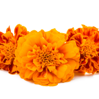 Marigold