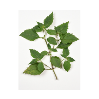 Indonesian Patchouli